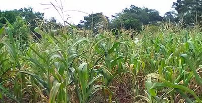 Planning for weak rains, Choice of seeds is critical