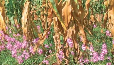 War on Striga 'witchweed' gets new ammunition