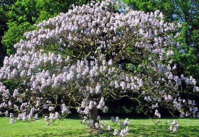 Pando: Marketing tree-planting to end poverty