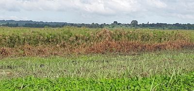 Sugar cane 'curse' spreads to Buganda