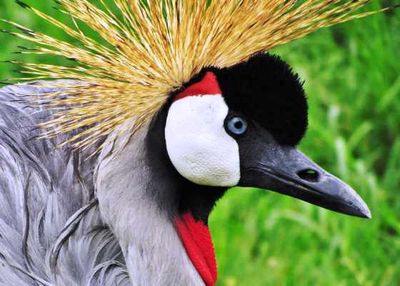 Even Rwanda takes good care for the Crested Crane