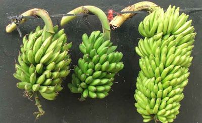 Researchers map genes for bunch size in bananas