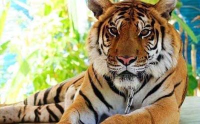 Asian tigers return to Entebbe zoo 60 years after