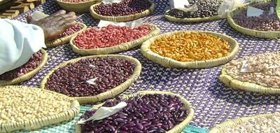 Rediscovering the benefits of crop diversity in the face of growing food insecurity and malnutrition