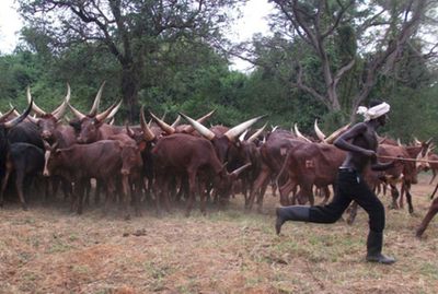 Balaalo Cattle Keepers Sue Government Over Eviction Order, Citing Lack of Due Process