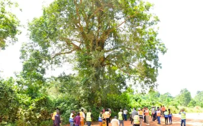Sacred Tree Dispute Halts Ntenjeru–Bule Road Construction in Mukono