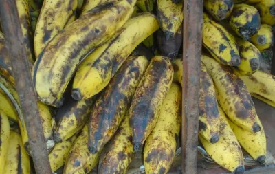 High Food Losses in Kampala Fresh Produce Markets Linked to Quality Control Gaps