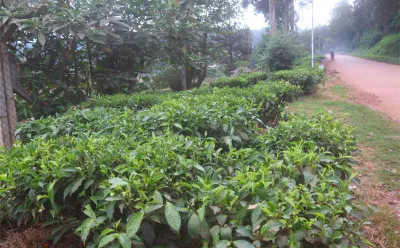 Ugandan Tea Faces Challenges Amid Global Instability