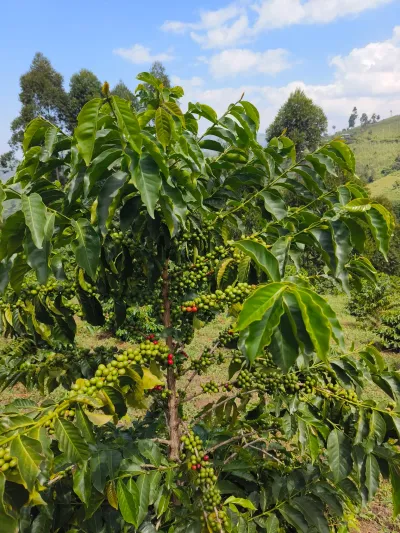 What the EU’s New Deforestation Law Means for Uganda’s Coffee Exporters