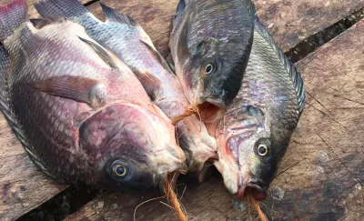 Uganda Cleared to Export Fish and Other Animal Products to EU: Major Boost for Aquaculture and Livestock