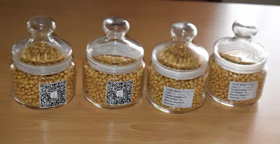 MakSoy 7N Released: Makerere University Unveils High-Yield, Rust-Resistant Soybean Variety in Uganda