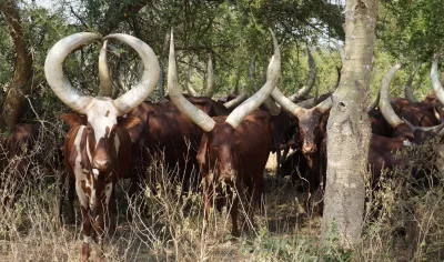 Uganda Government Issues Strong Warning Over Irregularities in Cattle Restocking Programme