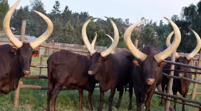 NHDA Calls for Bids to Supply 1500 Bulls for Eid Al-Adha 2026