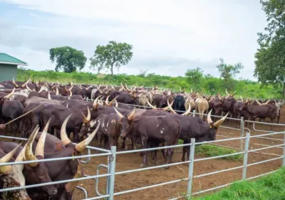 More than 200 Cattle needed for Eid al-Adha 2026 festival