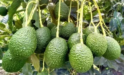Farmers, Exporters and Government Unite to Strengthen Uganda's Avocado Industry