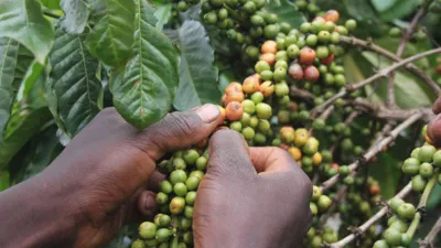 MAAIF Explains Falling Coffee Prices, Urges Farmers Not to Panic