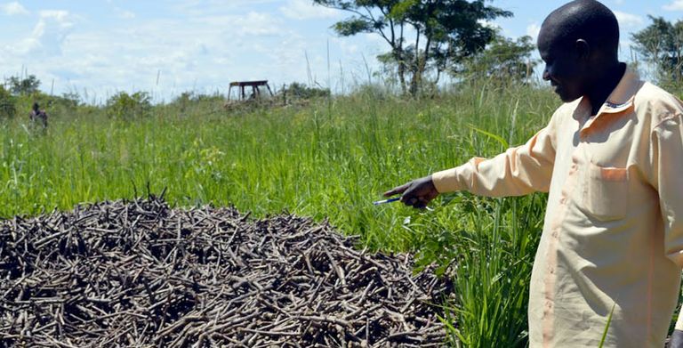 Amuru leaders reject OWC's dead Cassava seed | The Sunrise Newspaper