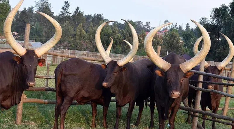 NHDA Calls for Bids to Supply 1500 Bulls for Eid Al-Adha 2026