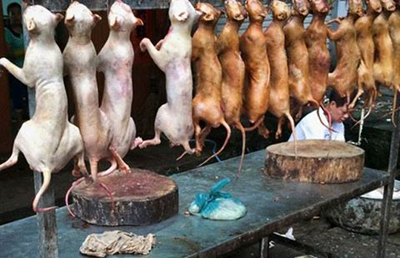 dog meat