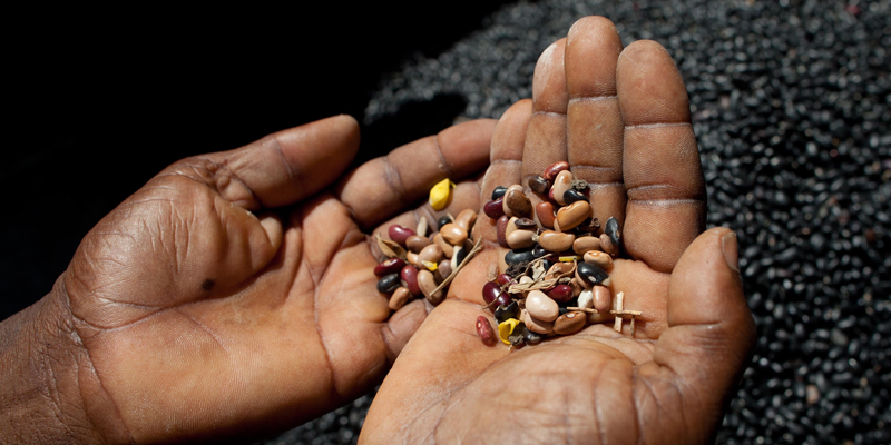 power of healthy seeds in sustainable agriculture and food systems.