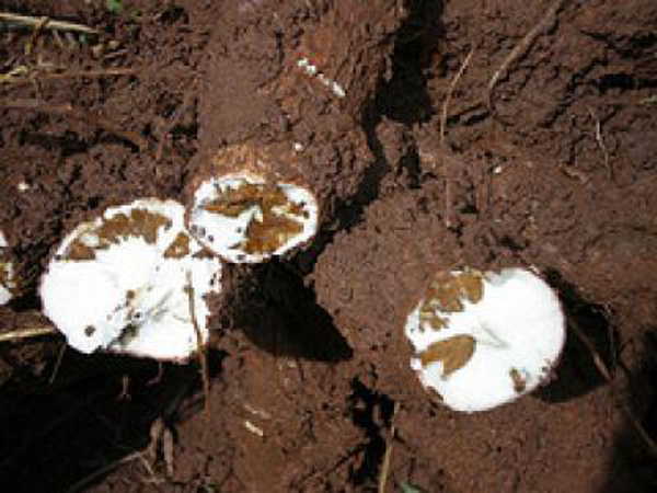 Cassava Brown Streak destroys 100 percent of the crop when infected