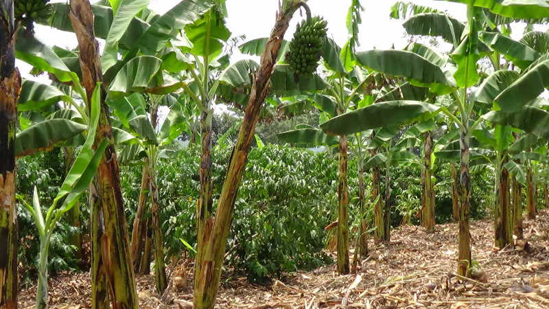 Lwanga's manicured banana and coffee garden is a live example to many farmers