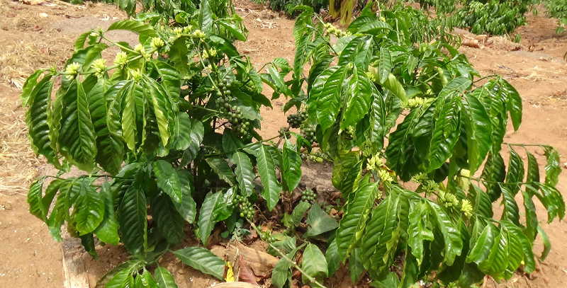 Nalongo Coffee starts to bear fruits after about 18 months of planting