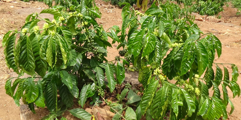 Uganda tops coffee exports from Africa