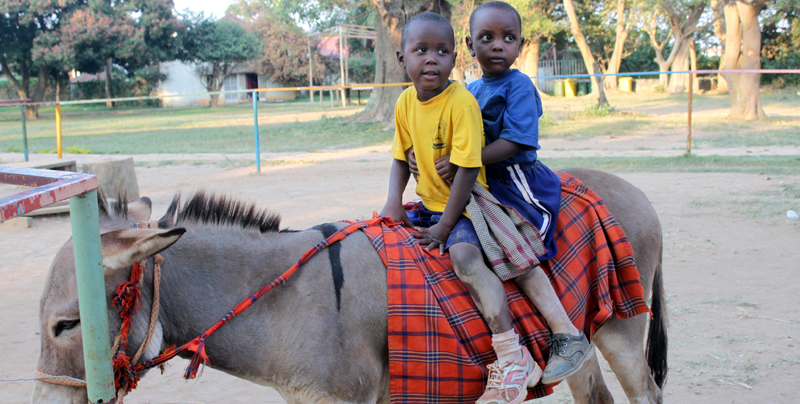 Children ride a donkey during a school tour