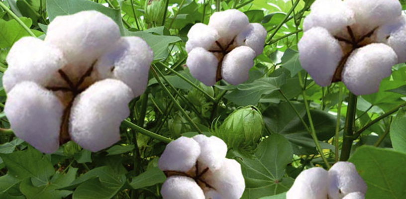 Cotton, one of the traditional cash crops that are supposed to be revamped