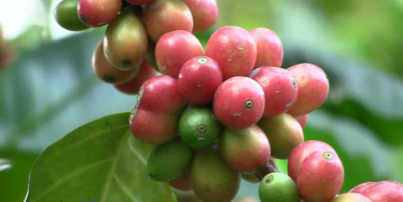 Coffee production has increased in recent years