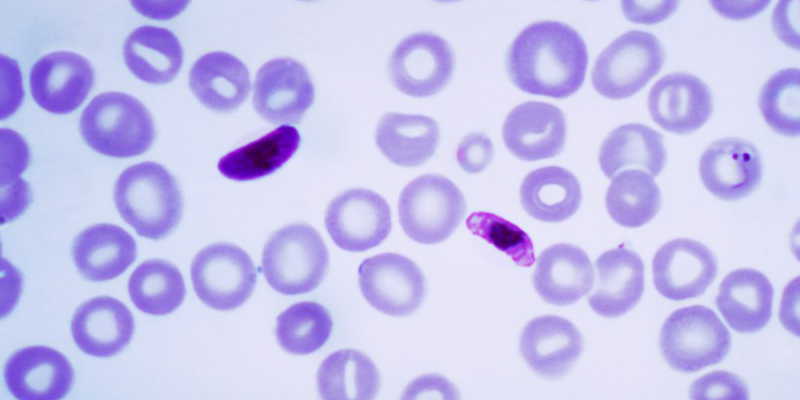Drug resistant malaria strain found in Asia has been tested with African species and found it can be infected - CDC photo