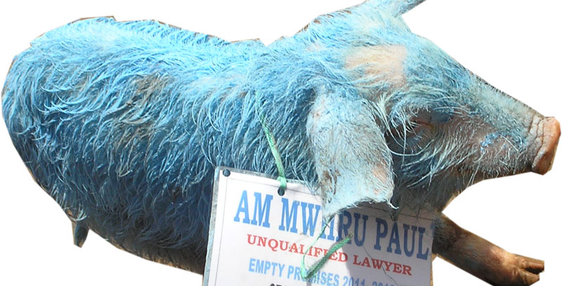 Blue-painted pigs enter Jinja politics