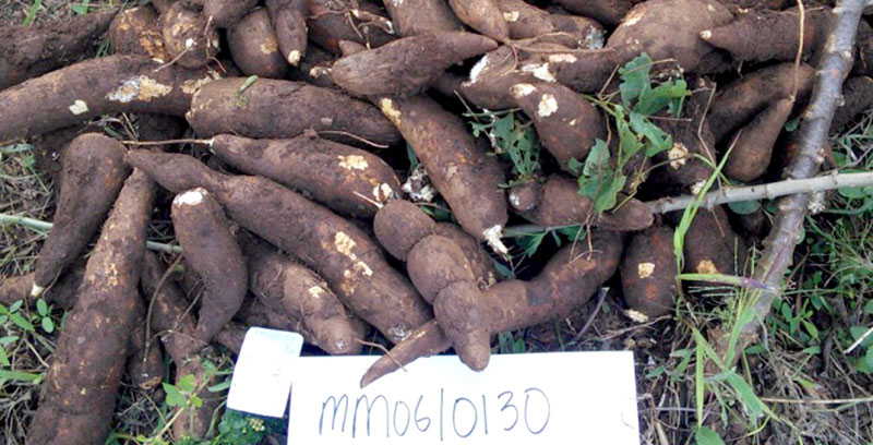 NARO says the latest Cassava varieties are unrivaled in yield compared to all varieties on the market