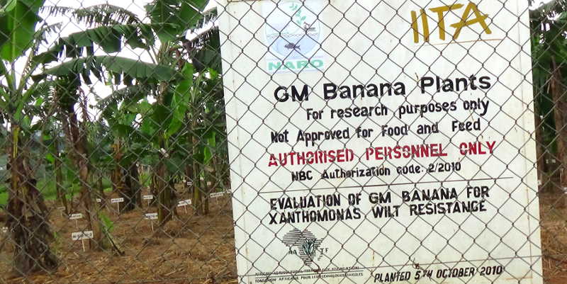 GM Banana under confined field trial at Kawanda have proved successful in the control of the devastating banana bacterial wilt