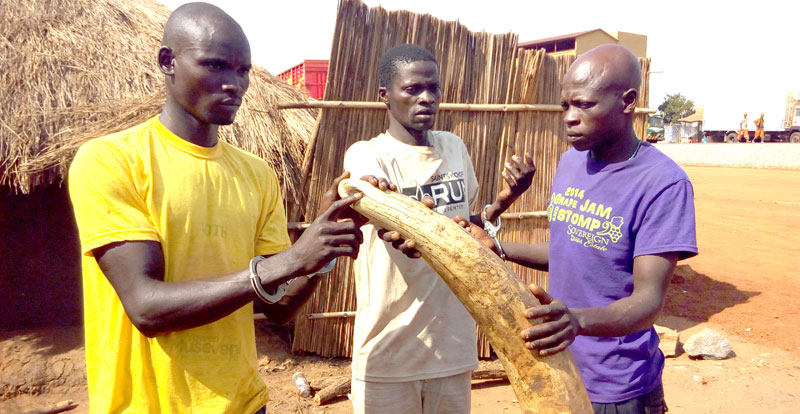 Nicholas Ayoma,       (in yellow T-shirt) was convicted to 8 months in prison. His colleagues Stephen Alyon and Abibu Kazomi pleaded not guilty.[/caption]

One of the three men that were nabbed with 45kgs of Ivory in Kiryandongo district last week has been sentenced to 8 months in jail,   a punishment that has angered conservationists as too light.

Ayoma Nicholas (wearing yellow T-shirt in picture), a resident of Ayuela village, pleaded guilty to two charges of; Illegal possession of Wildlife protected species and Illegal entry to a protected area contrary to section 75 and 30 of the Wildlife act of Uganda.

The case was heard by Grade one magistrate in Kiryandongo town on March 10, 2016.

Two of Ayoma's colleagues Stephen Alyon and Abibu Kazomi, denied similar charges and were remanded to prison until March 15, 2016 for further hearing.

The trio was nabbed on Marhc 2, by officials from NRCN, Uganda Wild Life Authority (UWA) and police with 45kgs of mature ivory. They led the investigators into Karuma game reserve where they found a decomposing elephant, suspected to have been poisoned by the trio to obtain ivory.

Ayoma's sentence attracted criticism from conservationists.

Vincent Opyene, the Chief Executive Officer of the Natural Resource conservation Network (NRCN) one of the three organizations that collaborated to arrest the three traffickers said:

“This is the lowest sentence ever for Ivory case and we must appeal against it,