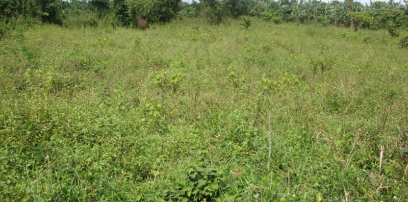 Con woman plots to steal land