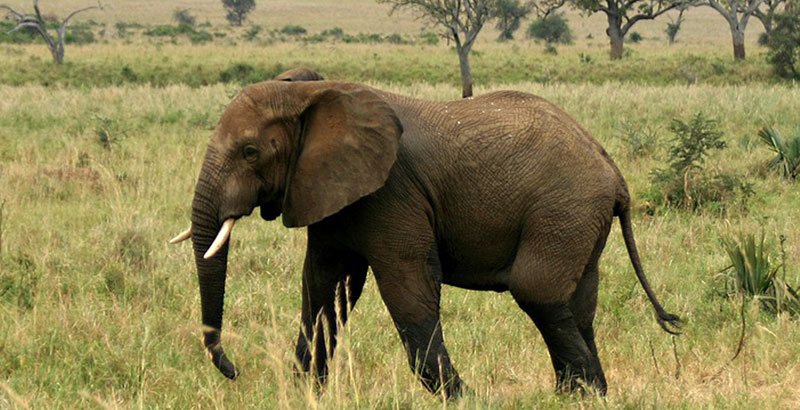 Humans - Elephants at war in Nwoya