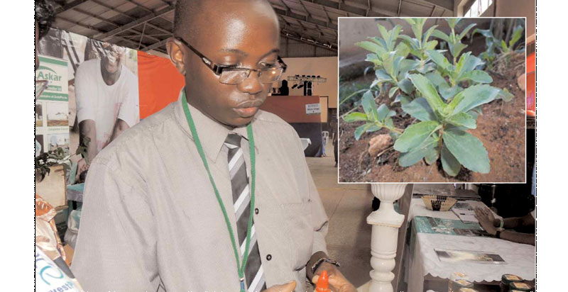 Nyanzi shows a bottle containing stevia oil of 600 drops (Inset) stevia plant