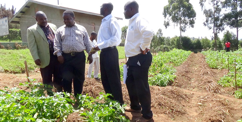 Scientists and farmers admire the new blight resistant potato variety at Kacwekano research station