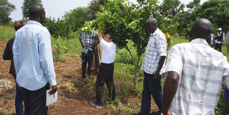 KOPIA Director Dr. Shim Hongsik interacting with Citrus farmers in Teso on how to keep their orchards healthy and manageable