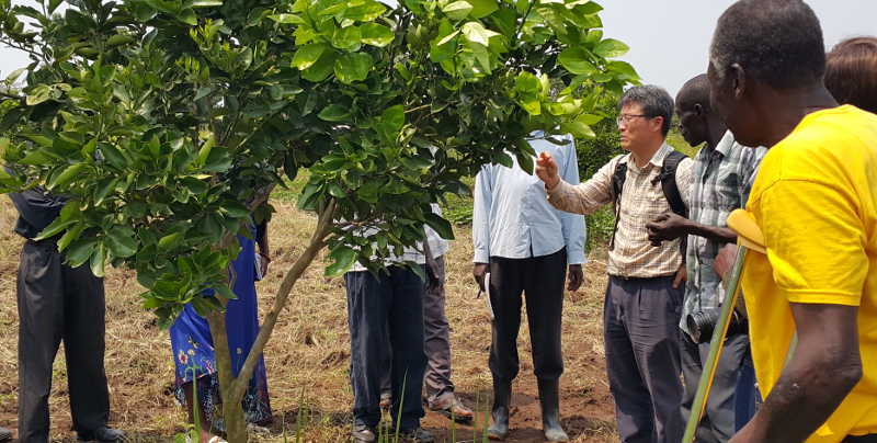 Dr. Hyun Jaewook (centre) interacting with citrus farmers in Teso during his recent tour of farms