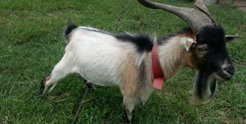 Meat-Goat