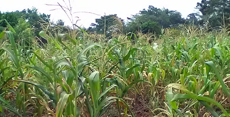 Scotched maize farms like this are feared to return this season