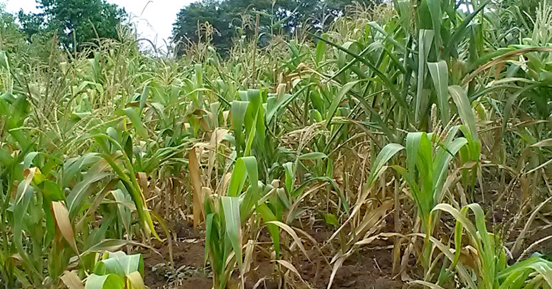 Maize failure has been one of the drastic effects of climate change