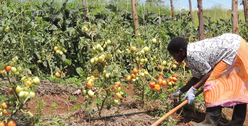A woman to a garden of tomatoes at National Farmers Leadership Centre in Kampiringisa