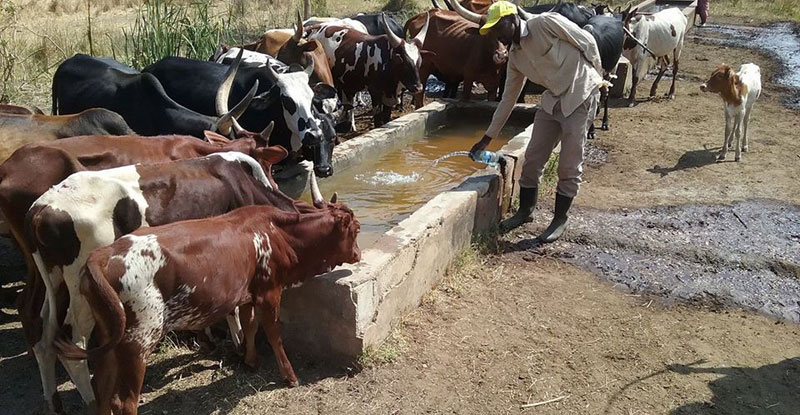 Extreme drought has forced even cows to share the little there is of the water