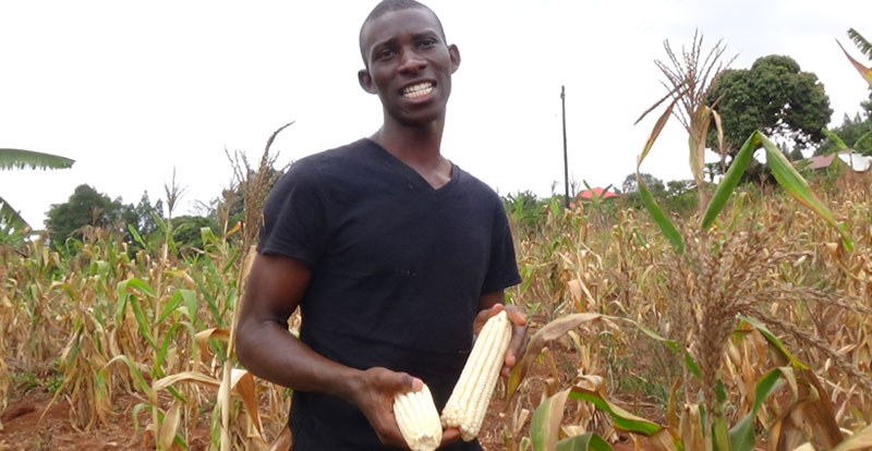 Despite last year’s prolonged drought Mr. Joseph Ssekandi, a maize farmer from Mpigi, managed to get some harvest thanks to improved drought tolerant maize