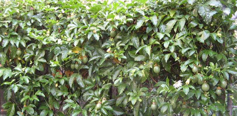 Growing Passion Fruits as a business