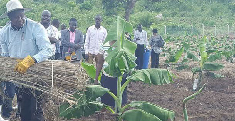 President Museveni on his farm